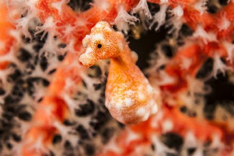 Meet the Pygmy Seahorses of Raja Ampat | Papua Paradise