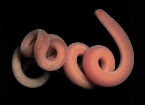 Polychaetes