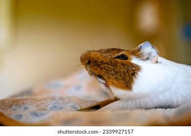 39 Sleeping Guinea Pig On Bed Images, Stock Photos, 3D objects ...