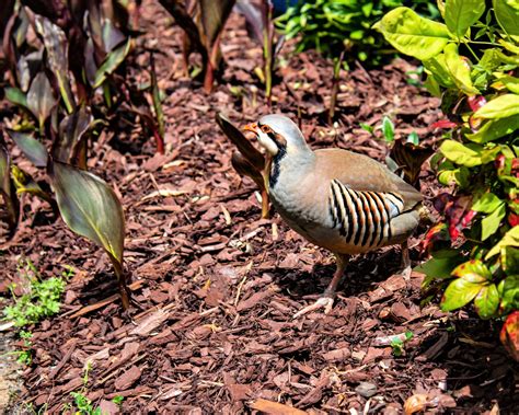 Chukar Partridge | Great Bird Pics