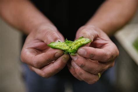 IBU Beer Scale: What Does It Mean? | Sierra Nevada Brewing Co.