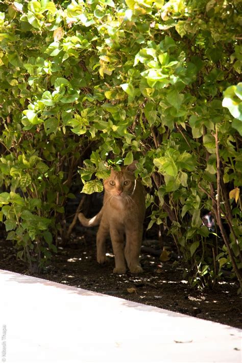 cat in the bush | Cats, Bush, Animals