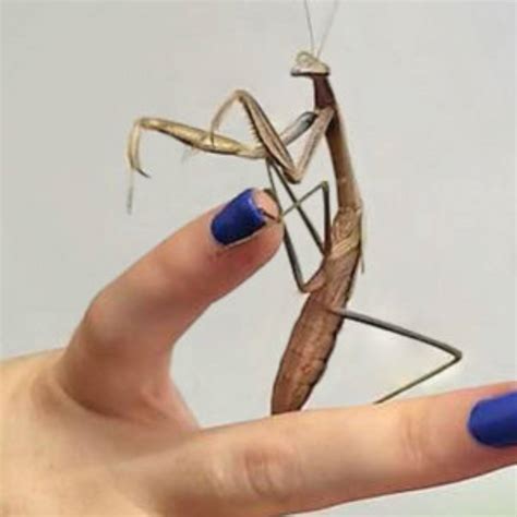 Chinese Mantis (Tenodera sinensis) Care Guide