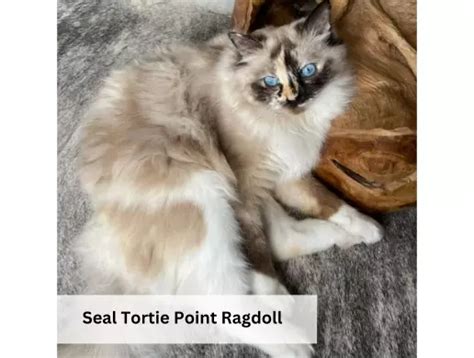 Mèo Ragdoll mắt xanh | hoa hậu thân thiện trong giới mèo