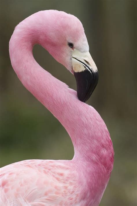 Pink - Flamingo - title This is my good side! - by Steven Davies | Birds of a Feather Flock ...