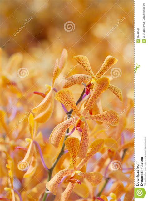 Yellow orchids stock image. Image of plants, elegant - 22649747