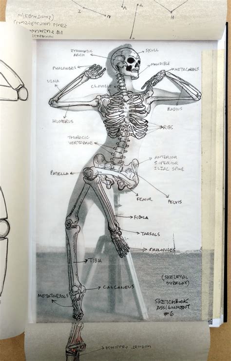 2015 Figure Drawing - Citrus College * SKELETAL Overlay, Picture #1 ...