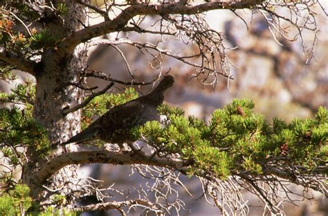 Blue Grouse Photograph by Soli Deo Gloria Wilderness And Wildlife ...