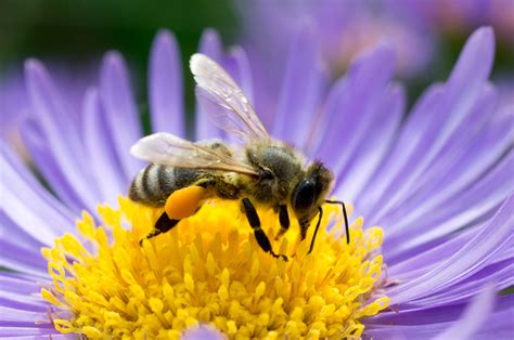 Amazing Facts About Honeybees