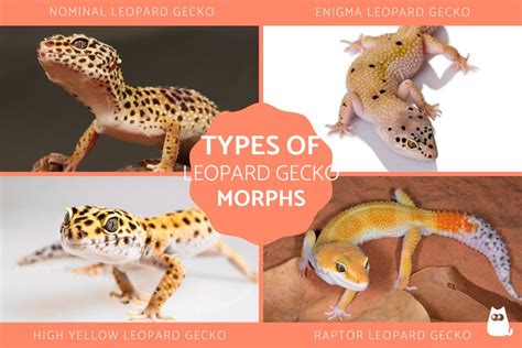 Types of Leopard Gecko Morphs - Genetic Morphs of Leopard Geckos