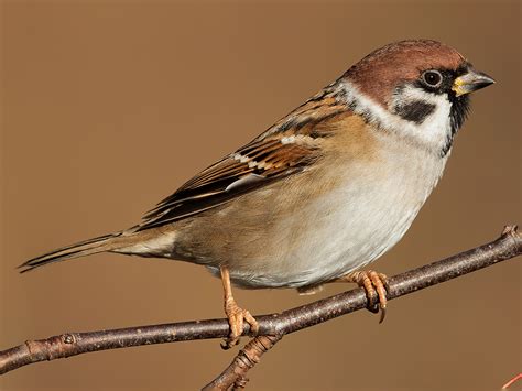 Eurasian Tree Sparrow - eBird