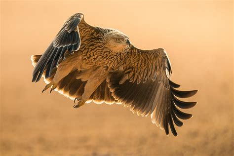 Eastern Imperial Eagle Photograph by Ahmed Sobhi