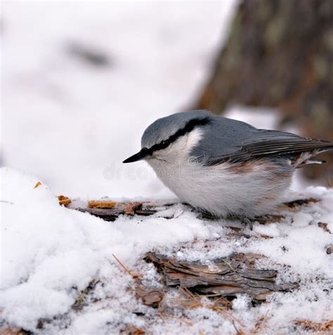 White Breasted Nuthatch stock photo. Image of bright - 15096826