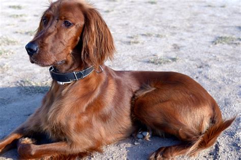 The Irish Setter: A Guide for Owners - PetHelpful