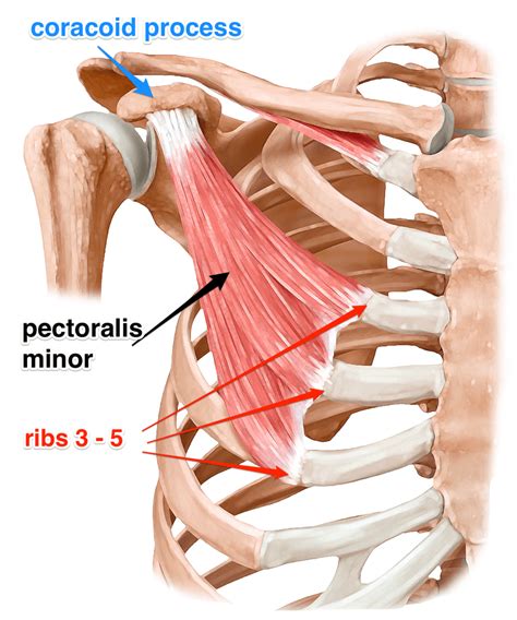 Pectoralis Minor Space