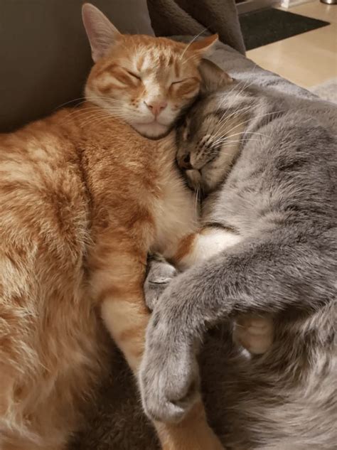 The Electric Hug-aloo: 28 Wholesome Hugging Cats That Are Better Than ...