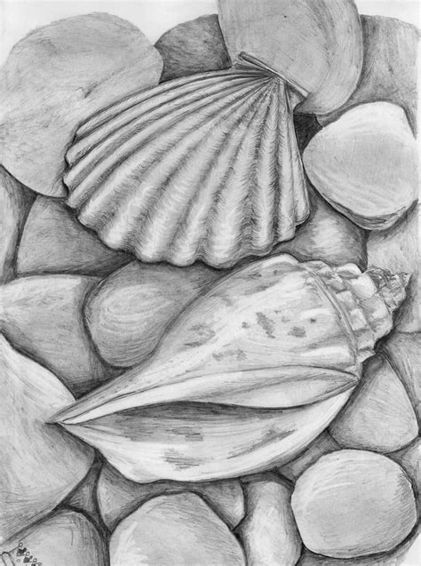 sea shells by tamagotchitam on DeviantArt | Observational drawing, Life ...