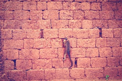 Premium Photo | Monkey climbing brick wall