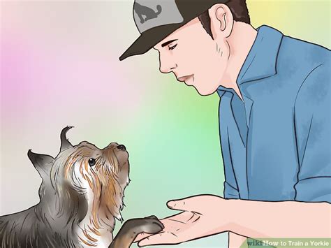 How to Train a Yorkie (with Pictures) - wikiHow