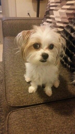 Maltese Shih Tzu And Chihuahua Mix - Pets Lovers