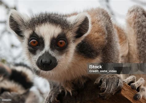 Red Lemur In Natural Habitat Stock Photo - Download Image Now - Animal ...