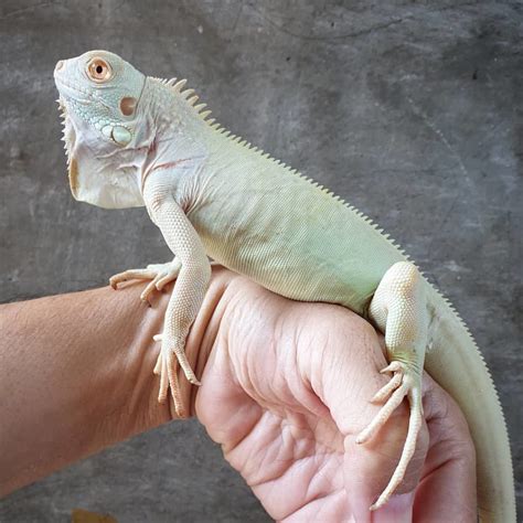 Types of iguanas for pets - Best and Worst Iguana List As Pets