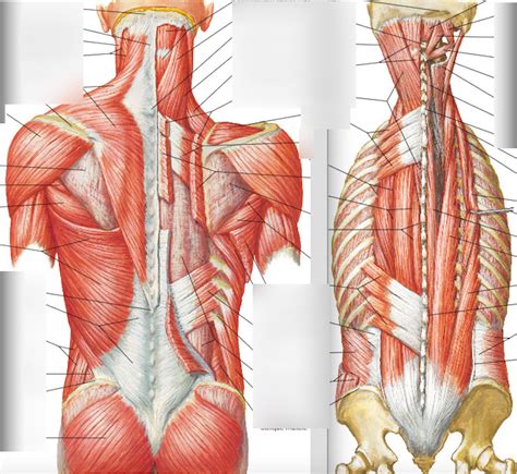 Anatomy Of Back Muscles Diagram Quizlet | The Best Porn Website