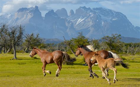 Gauchos, Patagonia, Chile | Wildlife of Torres del Paine National park, Patagonia, Chile. | Mike ...