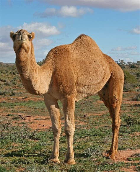 Fascinating Facts About Dromedary Camels – Page 2 – Animal Encyclopedia