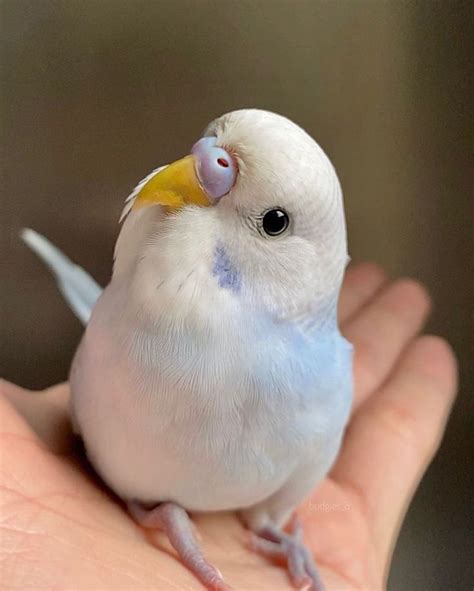 8,589 Me gusta, 94 comentarios - Budgies_8 (@budgies_8) en Instagram: "Good night! The baby ...