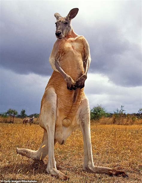 A Killer Kangaroo Mauled Its Owner Peter Eades And Then Prevented Paramedics From Saving His ...