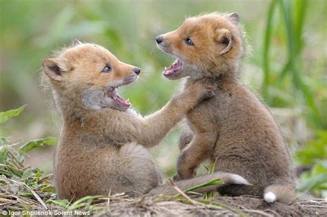 Photographer captures adorable pictures of playful fox cubs | Baby animals, Animals, Cute animals