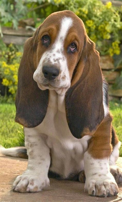 Basset Basset Puppies, Basset Hound Puppy, Hound Puppies, Cute Puppies ...