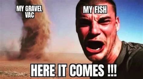 Let’s Swim With These Fish Memes (32 PICS) - Izismile.com