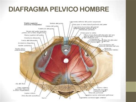 Pelvis y perine