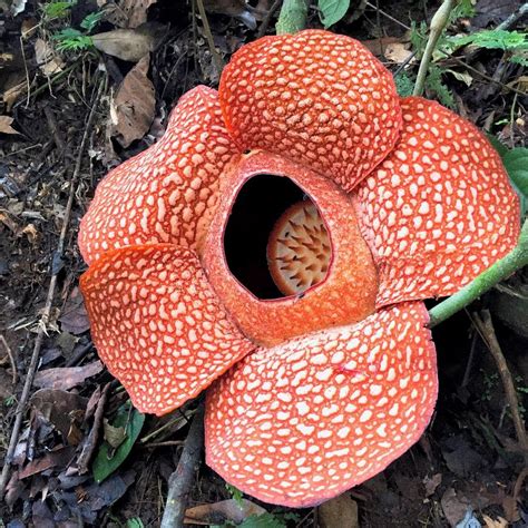 Rafflesia Flower Anatomy