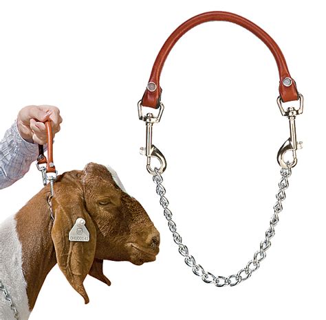 Goat Show Collar w/ Rolled Handle & Chain [GCLHC] : Highland Livestock ...