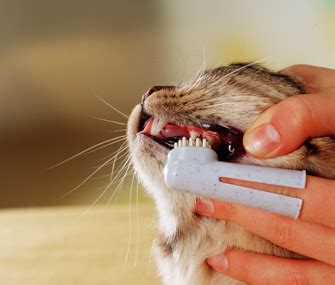 Teeth Brushing/Dental Spray (Cat) | ubicaciondepersonas.cdmx.gob.mx