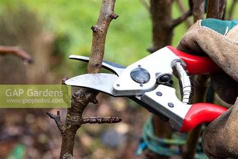 Pruning of pear tree... stock photo by Visions, Image: 0577921