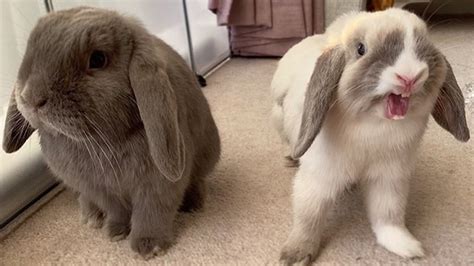 Mini Lop Rabbits | Holland Mini Lop Bunnies Playing - YouTube
