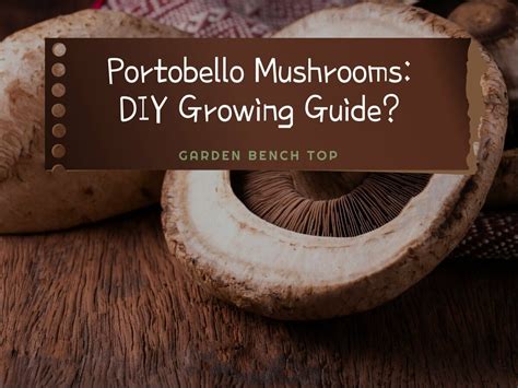 Growing Portobello Mushrooms: Beginner Step-by-step Guide