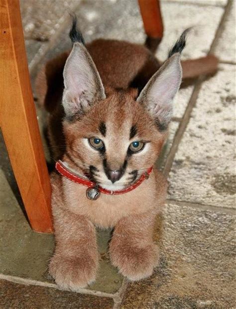 Caracal Pet - estrelaspessoais