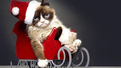 Grumpy Cat's Worst Christmas Ever Fond d'écran HD | Arrière-Plan | 1920x1080 | ID:1043553 ...