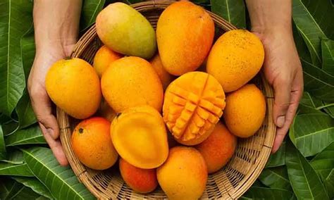 Mankurad mango costs Rs 6K per dozen in Goa