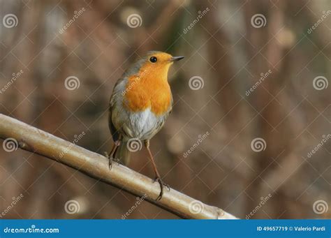 Robin on a branch stock image. Image of fine, bird, colorful - 49657719