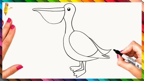 How To Draw A Pelican Step By Step - Pelican Drawing Easy | Pelican ...