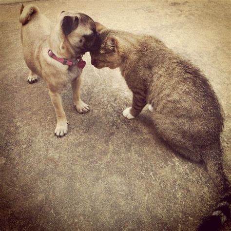 head bonk♡ | Dog cat, Cats of instagram, Dogs