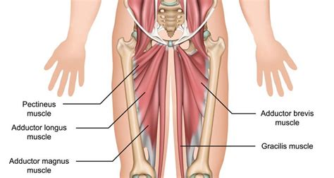 pectineus strengthening > OFF-52%