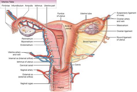 Imperforate hymen causes, symptoms, treatment, imperforate hymen surgery