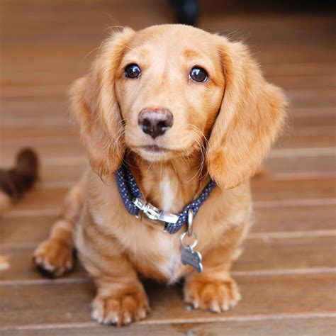 Long Red Haired Dachshund: 7 Reasons Why They Make the Perfect Companion!